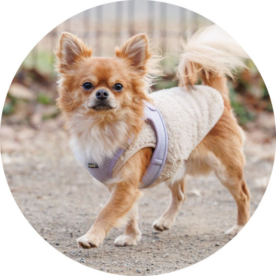 画像のトレース